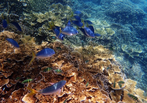 サンゴ礁　海洋生物